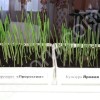 Стимулятор роста растений - органическое удобрение ПроРостим