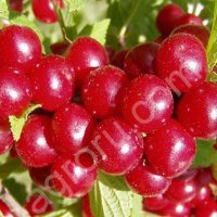 Войлочная вишня.