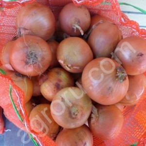 Лук (Тореско)