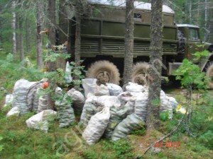 кедровый орех