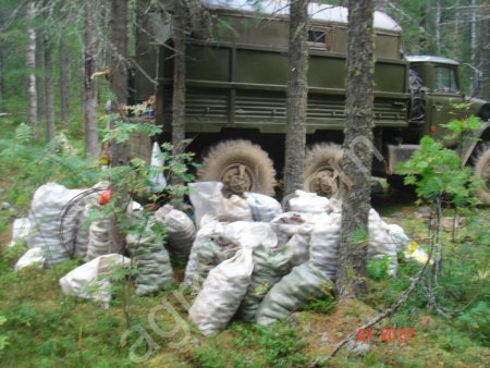 кедровый орех