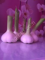 <strong>Чеснок</strong> Кубанский озимый