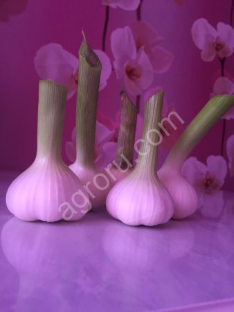 Чеснок Кубанский озимый