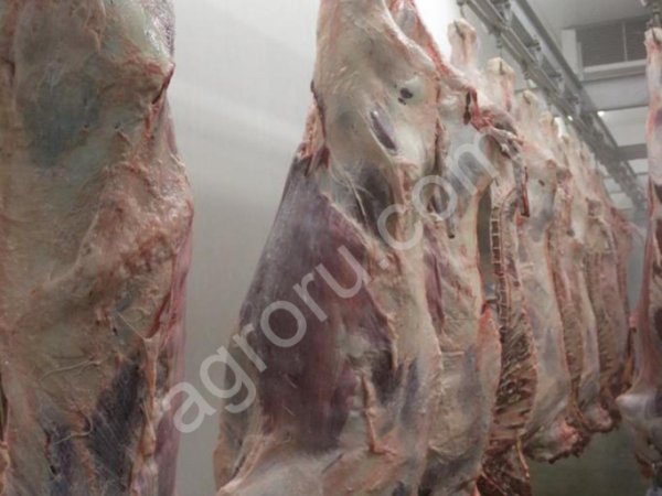 Туша говядины оптом от производителя