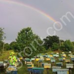 Пчелопакеты