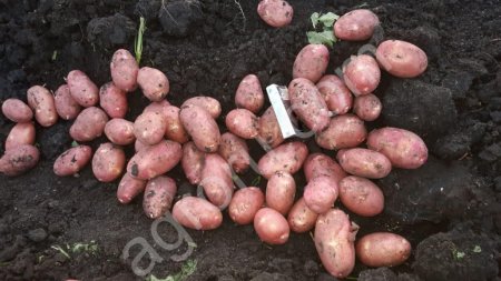 Молодой картофель оптом