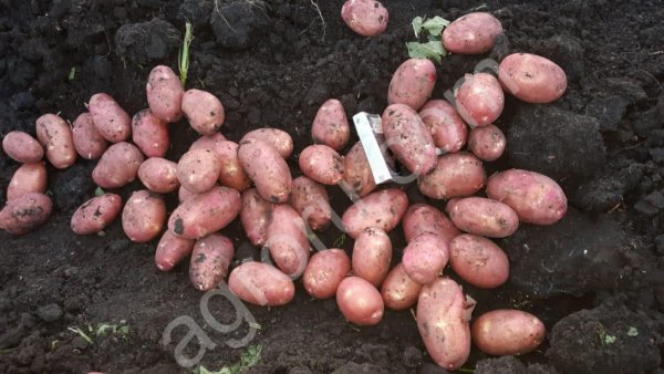 Молодой картофель оптом