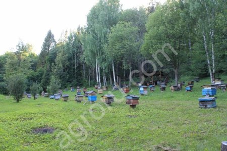 Липовый мед