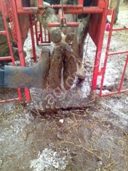 Станок для обработки копыт (для фиксации животного)