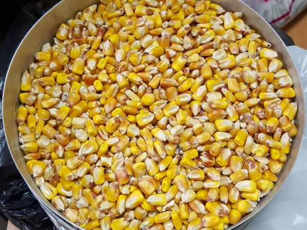 Зерно КУКУРУЗНОЕ фураж