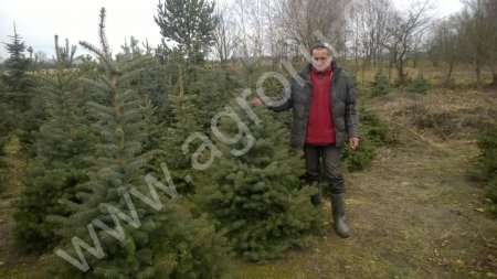 ель колючая голубая