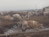 КРС коровы оптом