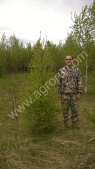 Лиственница сибирская. Саженцы 1,8-2,2 м. Экстра-класс