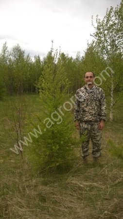 Лиственница сибирская. Саженцы 1,8-2,2 м. Экстра-класс