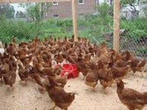 Молодки-несушки, бройлеры, утята, гусята, индюшата