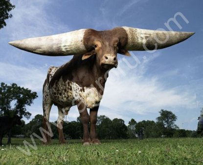 коров различных пород