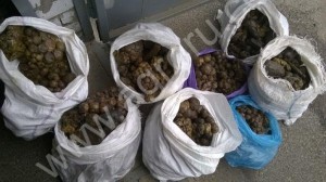 Прополис оптом