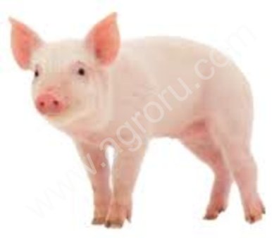 Свинина оптом