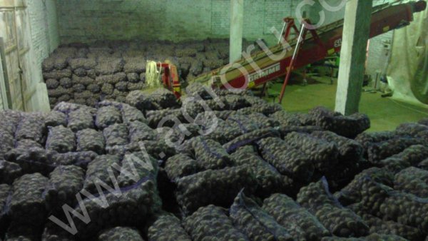 Картофель продовольственный и семенной