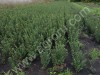 кизильник блестящий