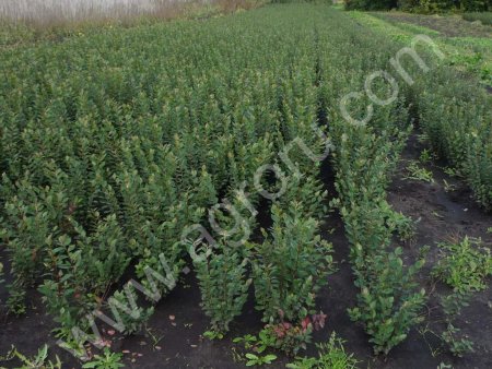 кизильник блестящий