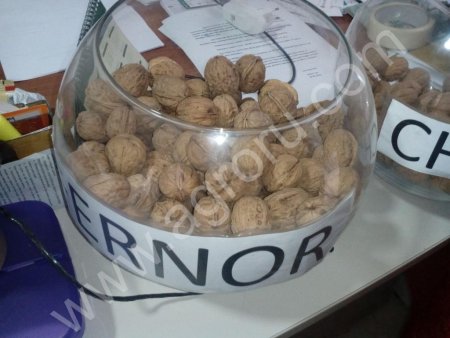 Саженцы Грецкого ореха Чандлер, привитые,  Фундука....