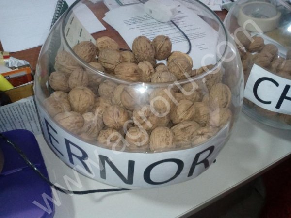 Саженцы Грецкого ореха Чандлер, привитые,  Фундука....