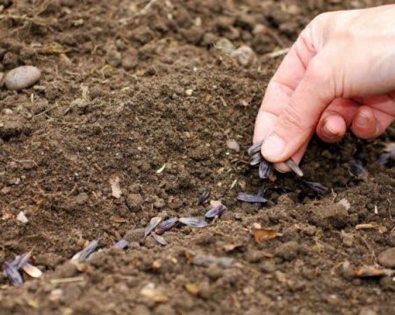 На проведение посевной в этом году потребуется 370 миллиардов рублей