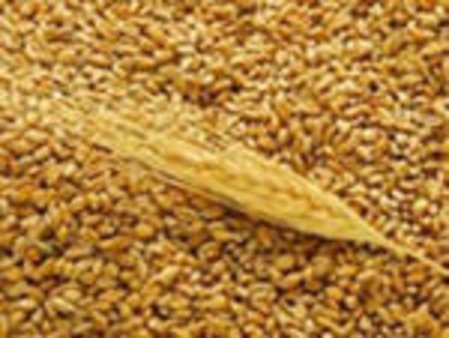 В Тамбовской области собрано 2 млн тонн зерна