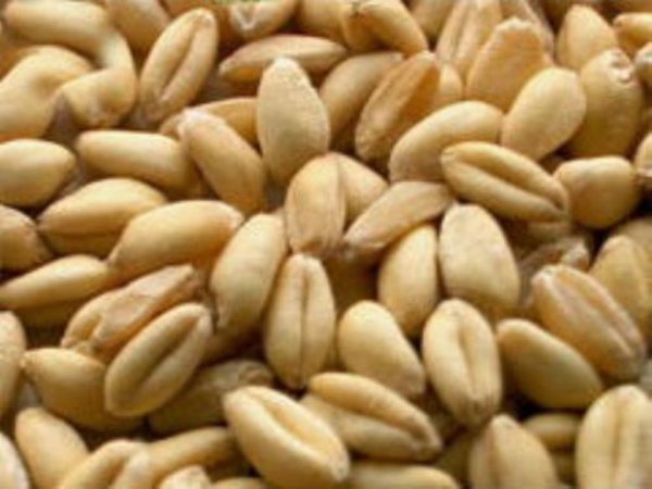 В 5 областях Украины началась посевная кампания