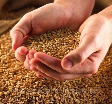 Аграрии Северной Осетии планируют в 2012 г собрать 500 тыс тонн зерна