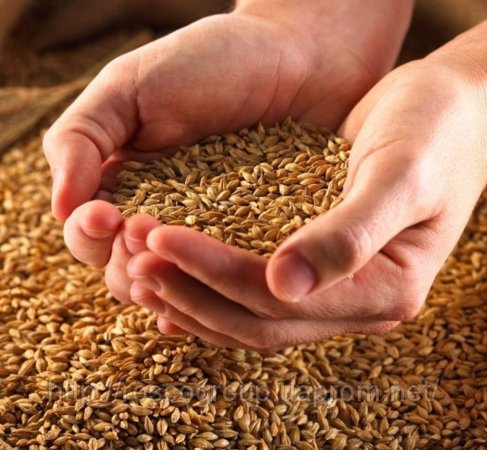 Аграрии Северной Осетии планируют в 2012 г собрать 500 тыс тонн зерна