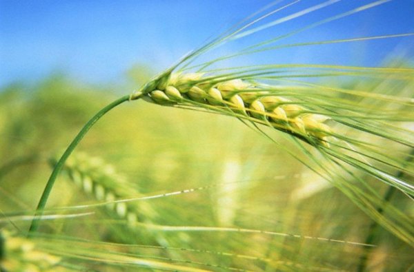 Экспорт пшеницы из России на 1,5 млн т ниже, чем год назад