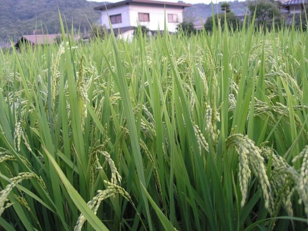 Казахстан: в следующем году проблемы затоваренности зерном будут усугубляться – эксперт