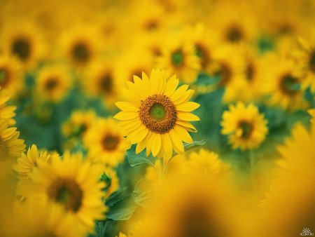 ГК Русские масла готовится к новым заимствованиям