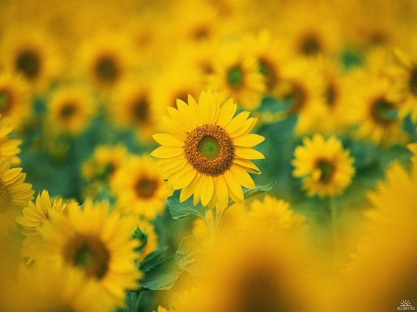 ГК Русские масла готовится к новым заимствованиям