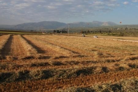 Урожай  обеспечит край зерном