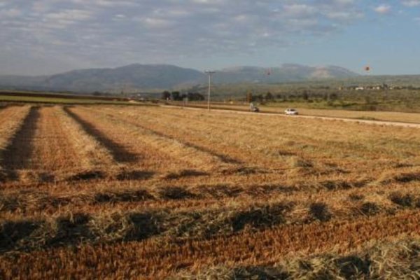 Урожай  обеспечит край зерном