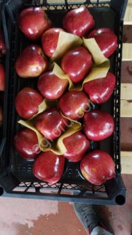 Яблоко свежее