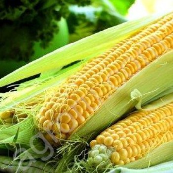 Семена кукурузы Феномен