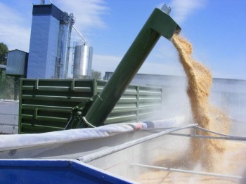 В Украине прогнозируют рекордно низкий урожай озимых зерновых