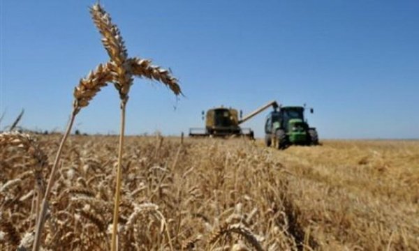 Аграрии Крыма собрали 1,4 млн тонн зерна - почти в два раза больше потребности