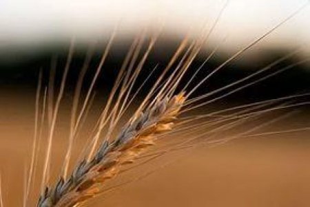 Правительство не определилось с судьбой экспортной пошлины на пшеницу