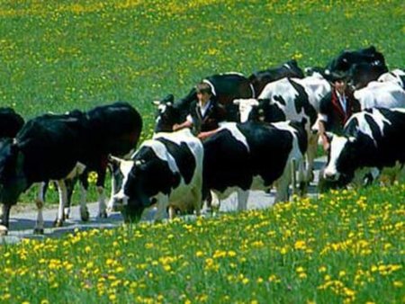 Первая партия племенных коров из Башкирии прибыла в Ингушетию