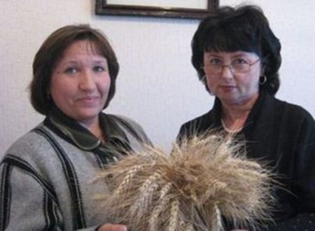 Экспериментальная кукуруза уродилась на славу