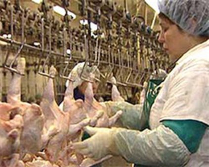 Птицефабрика «Новгородская» увеличила объемы производства