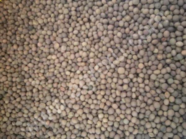 Семена вики яровой