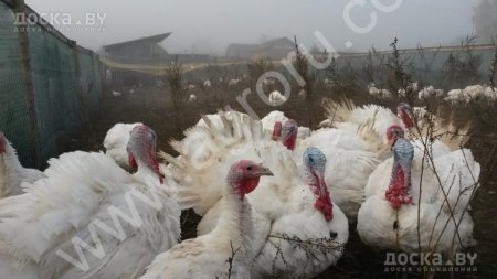 Индюшата Биг-6