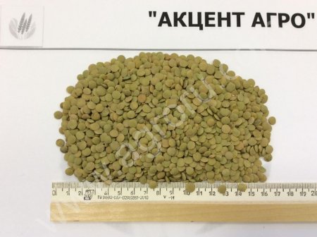 Чечевица зеленая