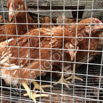 Куры-несушки порода Хайсекс Браун, возраст 4 месяца
